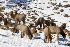 A03RestingElk7537.jpg