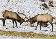 A11ElkBullsSparring7611.jpg