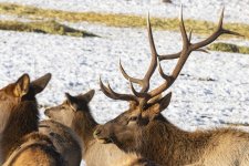 A10ElkBull7699.jpg
