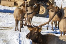 A12ElkTopBull7646.jpg