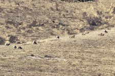 A14BighornsGrazing7716.jpg