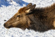 A04ElkCowPortrait7567.jpg