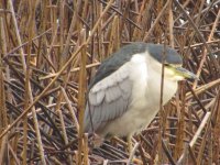 IMG_3683.JPG