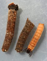 heteroplectron californicum.jpg