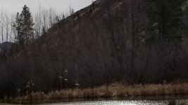 20230113_ducks.jpg