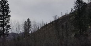 20230113_eagle.jpg