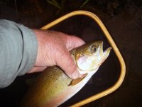 PoolBoss0210.jpg PoolBoss0210.jpg