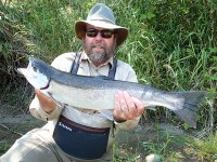 Steelhead3a.jpg Steelhead3a.jpg
