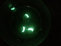 IMG_4338.jpeg