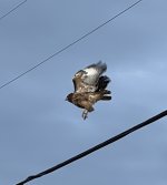 F3B00506-6665-43CA-9291-D08AF302F28C.jpeg