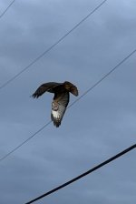 3A9E7566-B253-47C9-B2B1-924FD17444DF.jpeg