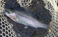 20230116_gratuitusfishpic.jpg 20230116_gratuitusfishpic.jpg