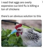 bird flu.jpg bird flu.jpg