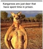 Kangaroos Deer Prison.jpeg