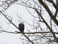 006-Eagle-012323.jpg