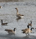 019-Goose-012323.jpg