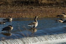 038-Goose-012323.jpg