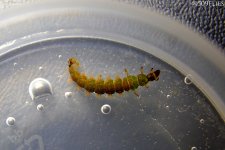 DSC_1837 - edit 1.jpg