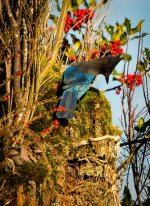 backyard_visitors-5.jpg