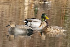 GadwallPair&MallardDrake7925.jpg