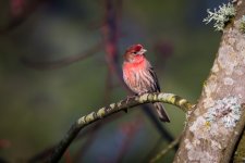 backyard_visitors-2.jpg