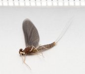028-Bugs-053012-edit-post.jpg