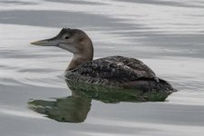 A01YellowBilledLoon8109.jpg A01YellowBilledLoon8109.jpg