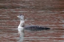 A02YellowBilledLoon8134.jpg A02YellowBilledLoon8134.jpg