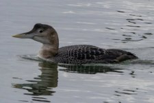 A03YellowBilledLoon8152.jpg A03YellowBilledLoon8152.jpg