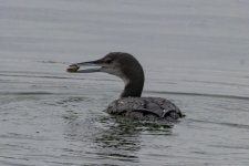 A09CommonLoonWithClam8110.jpg A09CommonLoonWithClam8110.jpg
