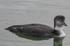 A05CommonLoon8207.jpg A05CommonLoon8207.jpg