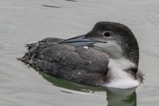 A06CommonLoon8209.jpg A06CommonLoon8209.jpg
