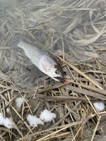 Big Fish.jpg