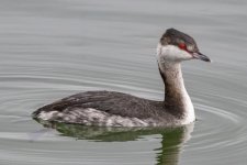 B01EaredGrebe7998.jpg B01EaredGrebe7998.jpg