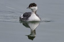 B02EaredGrebe8229.jpg B02EaredGrebe8229.jpg