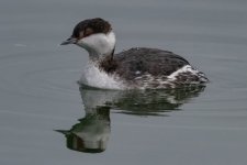 B03EaredGrebe8232.jpg B03EaredGrebe8232.jpg
