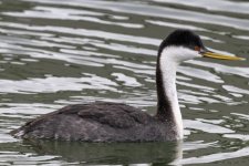 B04WesternGrebe8044.jpg B04WesternGrebe8044.jpg