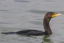 B05DoubleCrestedCormorant8076.jpg B05DoubleCrestedCormorant8076.jpg