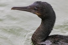 B06PelagicCormorant8094.jpg B06PelagicCormorant8094.jpg