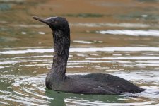B07PelagicCormorant8214.jpg B07PelagicCormorant8214.jpg