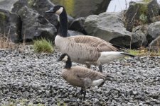 C01Canada&CacklingGeese7949.jpg C01Canada&CacklingGeese7949.jpg