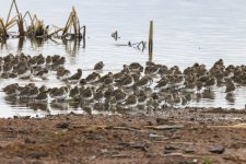 C02WesternSandpipers7968.jpg C02WesternSandpipers7968.jpg