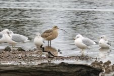 C03LongBilledCurlew7962.jpg C03LongBilledCurlew7962.jpg