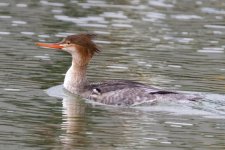 C04RedBreastedMerganserHen8055.jpg C04RedBreastedMerganserHen8055.jpg