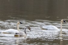 C05TrumpeterSwanFamily8240.jpg C05TrumpeterSwanFamily8240.jpg