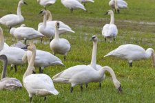 C06TrumpeterSwans8257.jpg C06TrumpeterSwans8257.jpg