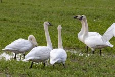 C07TrumpeterSwansSquabbling8264.jpg C07TrumpeterSwansSquabbling8264.jpg