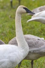 C08TrumpeterSwanAdult8271.jpg C08TrumpeterSwanAdult8271.jpg