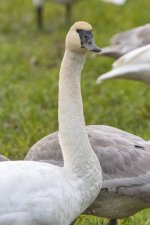 C09TrumpeterSwanAdult8269.jpg C09TrumpeterSwanAdult8269.jpg