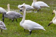C10TrumpeterSwans8262.jpg C10TrumpeterSwans8262.jpg